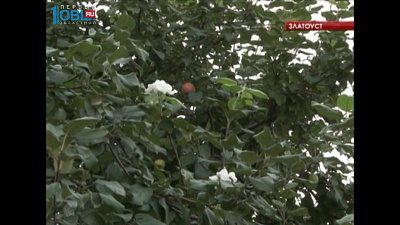 Из-за жары на Южном Урале повторно зацвели плодовые деревья