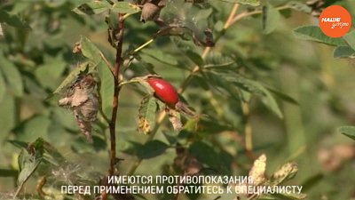 Знахарь: Шиповник