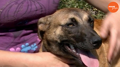 Пушистое утро: Собака Груня