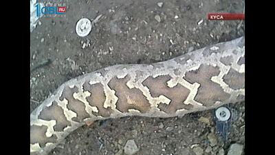 Кусинцы нашли на свалке мертвого двухметрового питона