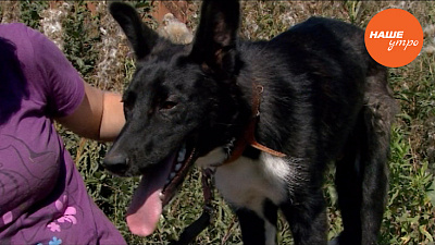 Пес по кличке Гром