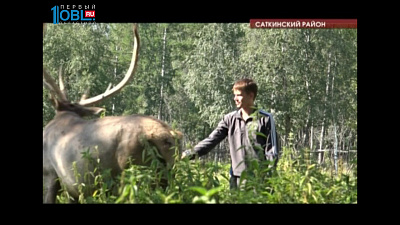 В национальном парке Зюраткуль самки марала с потомством ушли в горы