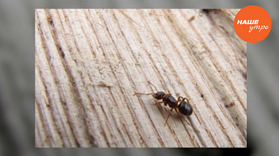 Как избавиться от муравьев