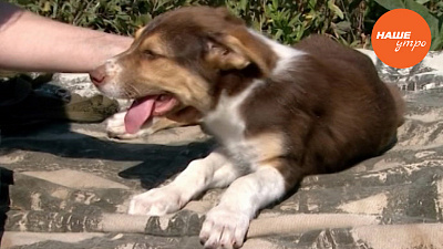 Щенок Бимка