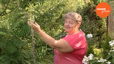 Разводим розы