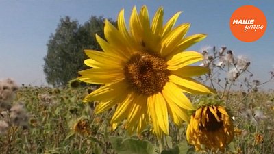 Лечим камни в почках