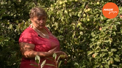 Лечим грушу