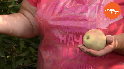 Яблони горят от жары