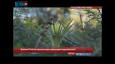 Жители Пласта нашли в лесу цветущие подснежники