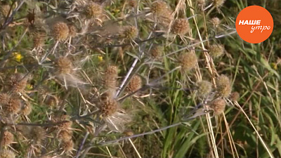 Чертополох