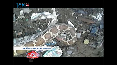 Жители нашли на городской свалке огромного мертвого питона.
