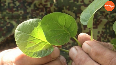 Знахарь: Грушанка