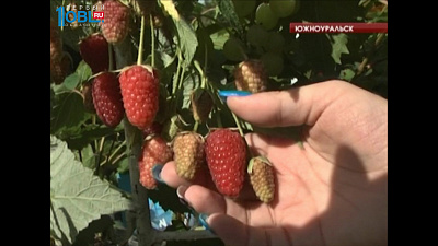 Садоводы вырастили рекордно большие тыквы, арбузы, малину и свеклу 