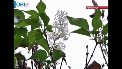 В поселке Шагол зацвела сирень