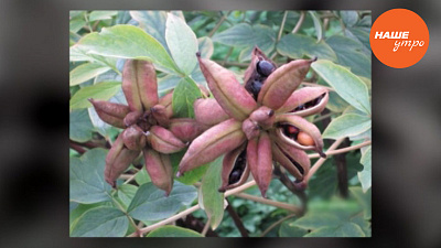 Как собрать семена пиона