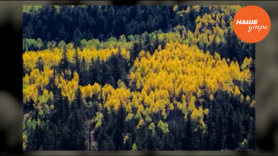 Кора осины, как народное средство