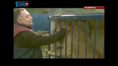 Челябинский ветеринар спас львицу