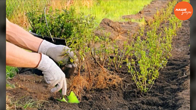 Выбираем саженцы
