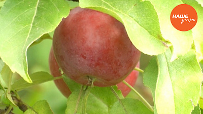 Колоновидные яблони