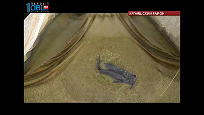 Челябинская область стала второй в стране по разведению рыбы в открытых водоемах 