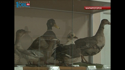 В фонтане в центре города поселилась стая уток