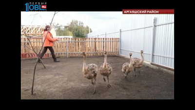 На ферме в селе Кузнецком поселились четыре страуса 