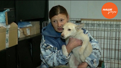 Собака ищет хозяина