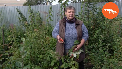 Укрываем клубнику и малину