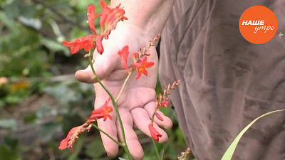 Китайский гладиолус