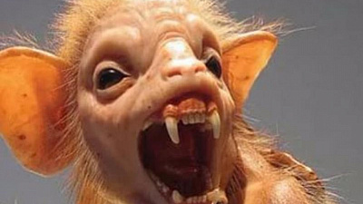 В Каслях "чупокабра" растерзала более 100 кур