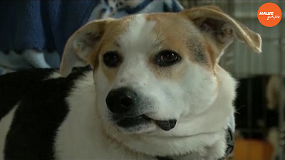 Пушистое утро: Пес по кличке Чук