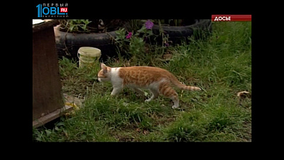 Зоозащитники хотят разработать закон об ответственном обращении с животными