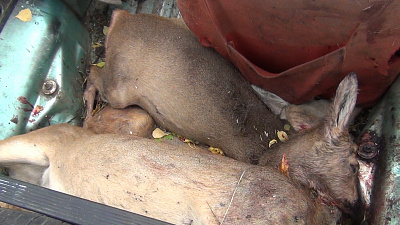 Туши косуль обнаружены в тюнингованной "Оке"