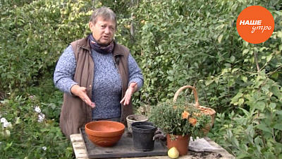 Пересаживаем зелень за зиму 