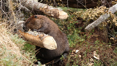 В черте города Касли орудуют бобры
