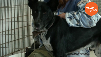 Пес по кличке Брик