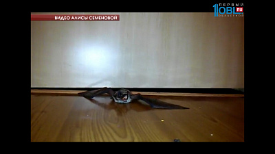 В дома жителей Озерска зачастили летучие мыши