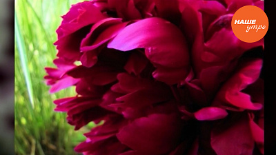 Как правильно разводить пионы