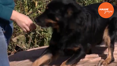 пес по кличке Добруша