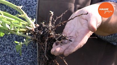 Бобы как сидераты