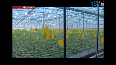 Чурилово на агровыставке в Москве представит насекомых, которые борются с вредителями