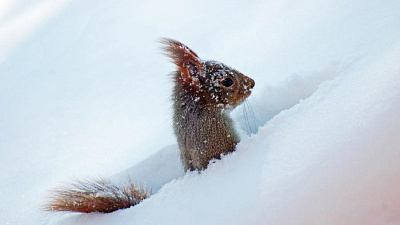 Снегоуборочная белка