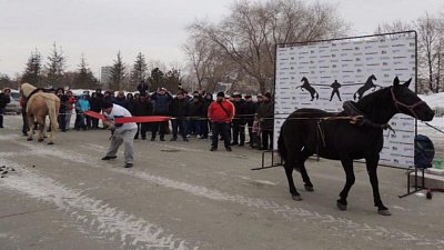 Эльбрус Нигматуллин против лошадей 