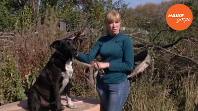 Дрессировка собаки