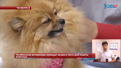 Челябинские ветеринары проводят акцию в честь Дня защиты животных