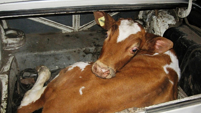 Полицейские устроили погоню за похитителями коровы