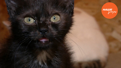 Лечим кошек от ушного клеща