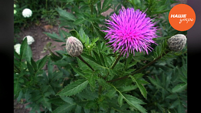 Панацея от эпилепсии