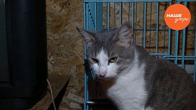 Приучение кошки к лотку