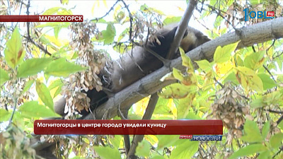 Магнитогорцы в центре города увидели куницу